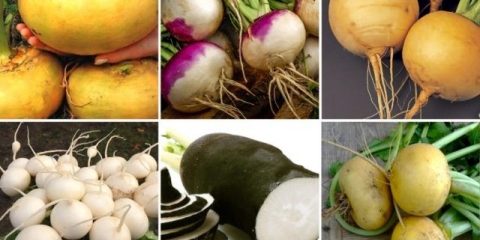 Sorte repe sa fotografijama i opisima