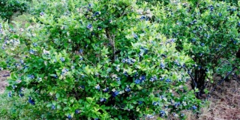 Sorte samooplodnih orlovih noktiju: oprašivači, na kojoj udaljenosti saditi