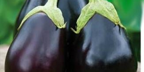 Sorte najvećih patlidžana