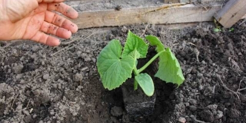 Sorte sjemena krastavca za staklenik