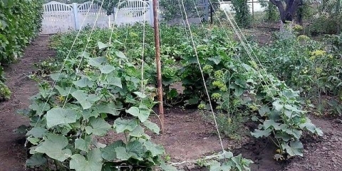 Sorte krastavaca otpornih na hladovinu za otvoreno tlo