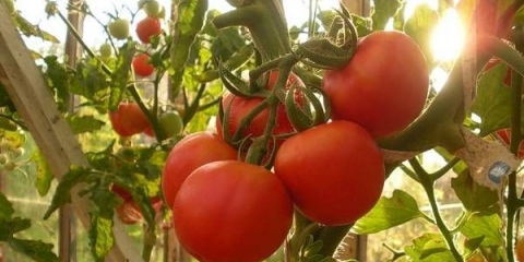 Sorte paradajza za otvoreno tlo