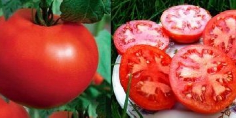 Sorte paradajza za centralnu rusiju