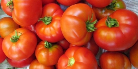 Sorte paradajza koje ne zahtijevaju štipanje