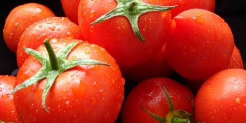 Sorte paradajza sibirske selekcije sa fotografijama i opisima