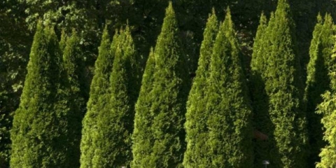 Sorte tuija sa fotografijama i opisima: visoka, niska (patuljasta)