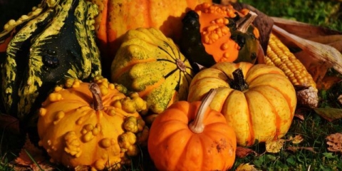 Sorte bundeve za otvoreno tlo: fotografija, opis, recenzije