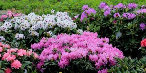 Sorte zimzelenih rododendrona, uzgoj i njega