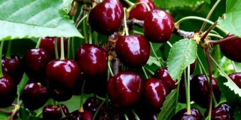 Sorte trešanja za oblast jaroslavlja