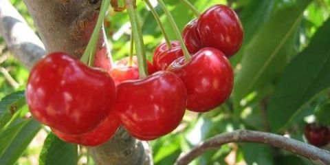 Sorte trešanja za regiju nižnji novgorod