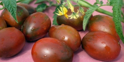 Sorte visokih paradajza