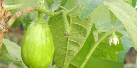 Sorte zelenog patlidžana