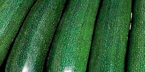 Sorte zelenih tikvica