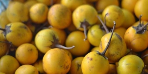 Sorte žutog patlidžana