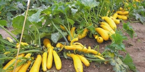 Sorte žutih tikvica