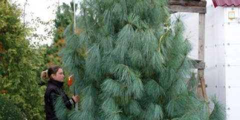 Himalajski bor: opis i fotografija