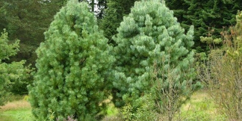 Bor (kedar) korejski