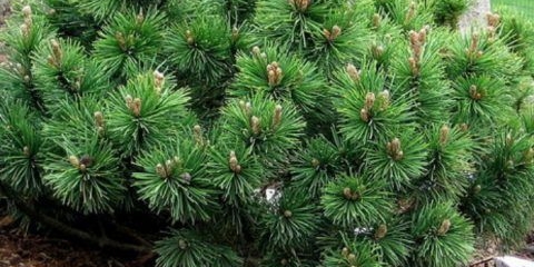 Krimski bor: fotografija, sadnja i njega