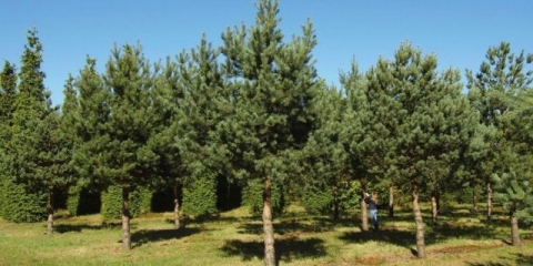 Obični bor: fotografija i opis