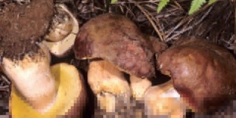 Borove bijele gljive: zbirka, fotografija i opis