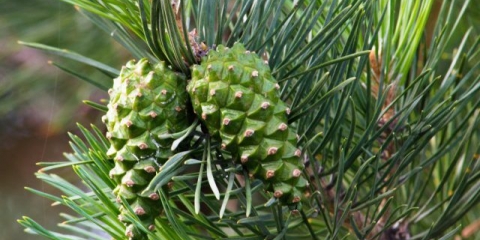 Šišarke: ljekovita svojstva i kontraindikacije