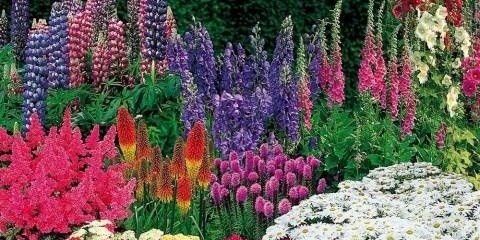 Kompozicija mješavine visokih višegodišnjih cvjetnih karnevala