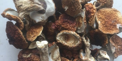 Umak od vrganja: za meso, tjesteninu, recepti sa fotografijama