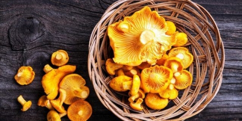 Umak od lisičarki sa vrhnjem: korak po korak recepti sa fotografijama