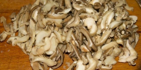 Špageti sa bukovačama: recepti za kuvanje