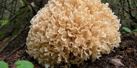 Sparassis kovrčava (kupus od gljiva): fotografija i opis, jestivost