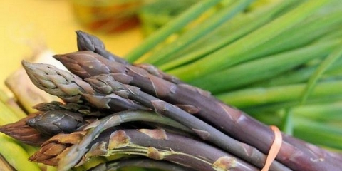 Špargla - uzgoj i njega na otvorenom polju