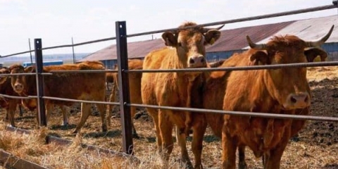 Specifičnosti rastresitog držanja krava