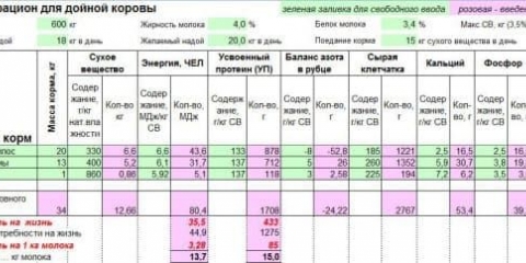 Specifičnosti ishrane muznih krava