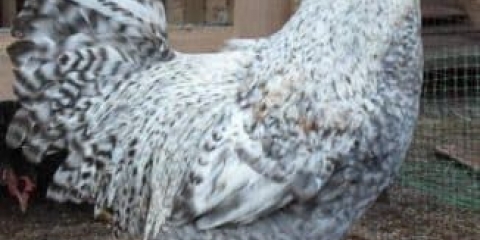 Specifičnosti legbar pilića