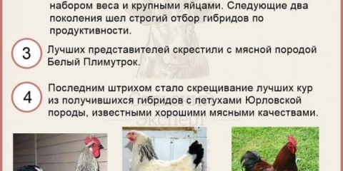 Specifičnosti držanja i hranjenja pilića adler pasmine