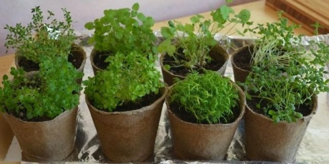 Specifičnosti uzgoja sadnica u tresetnim posudama