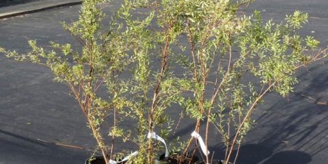 Spiraea arguta: opis sa fotografijom