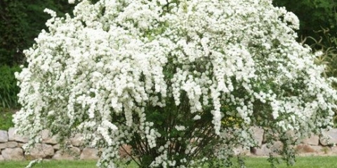 Spirea bijela nevjesta: fotografija i opis