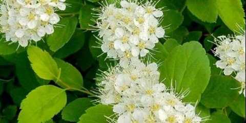 Spirea od listova breze: sadnja i njega, fotografija