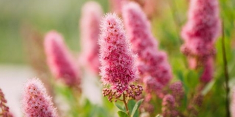 Spirea bilar: fotografija i opis