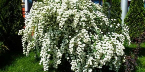 Spirea od hrastovog lista: fotografija i opis