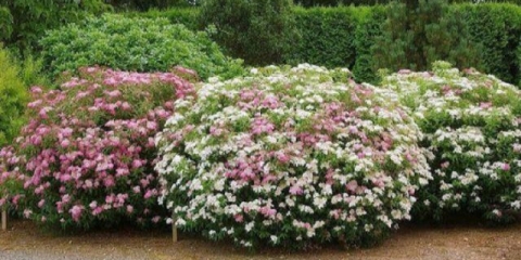 Spirea genpei