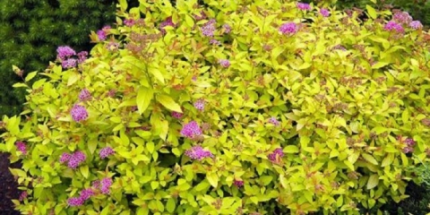 Spirea zlatne princeze: fotografija i opis