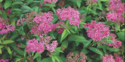 Spiraea japonica crvena