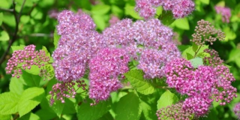 Spiraea japonica goldflame