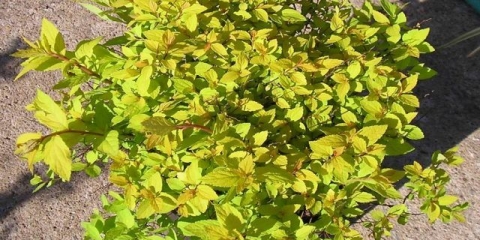 Spiraea japanese goldmound