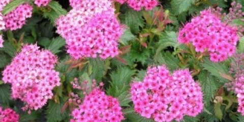 Spiraea japanese crispa