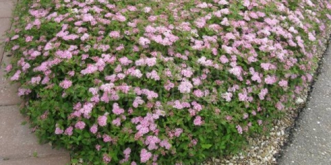 Spiraea japanska mala princeza