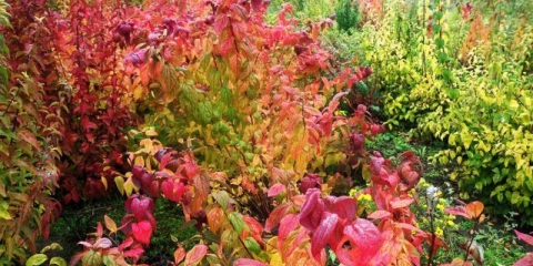Spiraea japonica macrophylla
