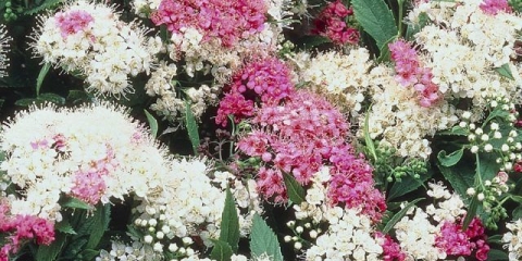 Spiraea japanese shirobana